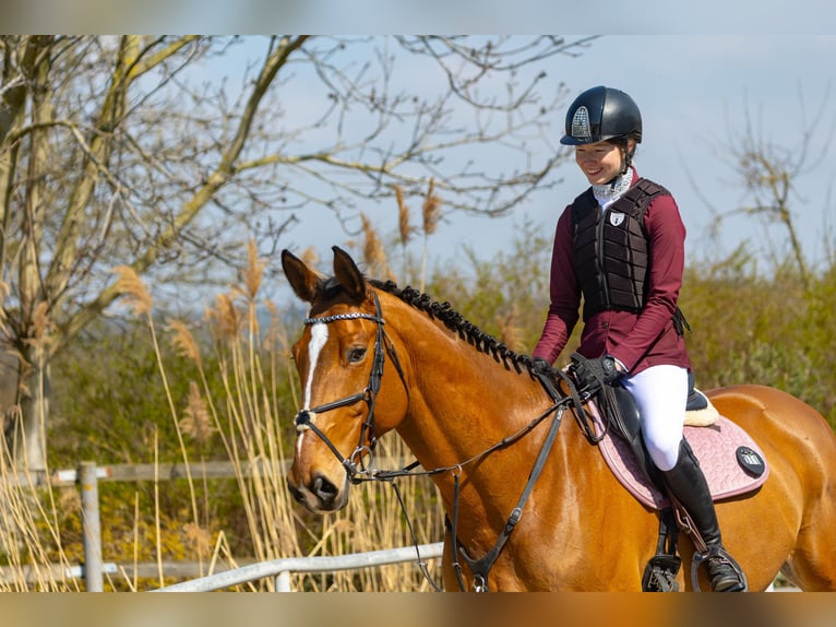 Caballo de deporte alemán Caballo castrado 10 años 175 cm Castaño rojizo in Bohuňovice