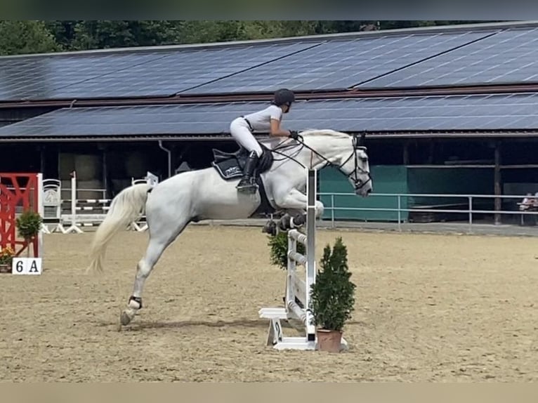 Caballo de deporte alemán Caballo castrado 10 años 175 cm Tordo in Bad König