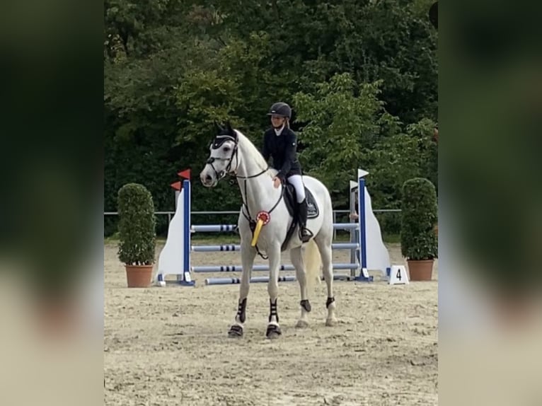 Caballo de deporte alemán Caballo castrado 10 años 175 cm Tordo in Bad König