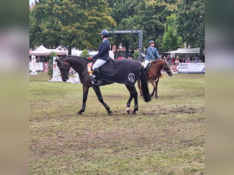 Caballo de deporte alemán Caballo castrado 10 años 176 cm Castaño in Gräfenstuhk