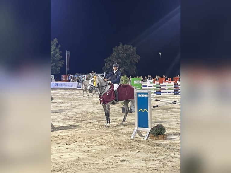 Caballo de deporte alemán Caballo castrado 10 años 176 cm Tordo in Uetze