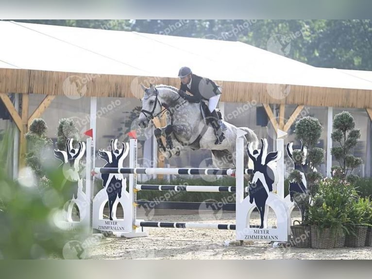 Caballo de deporte alemán Caballo castrado 10 años 176 cm Tordo in Uetze