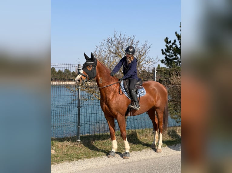 Caballo de deporte alemán Caballo castrado 10 años 178 cm Alazán in Seyring