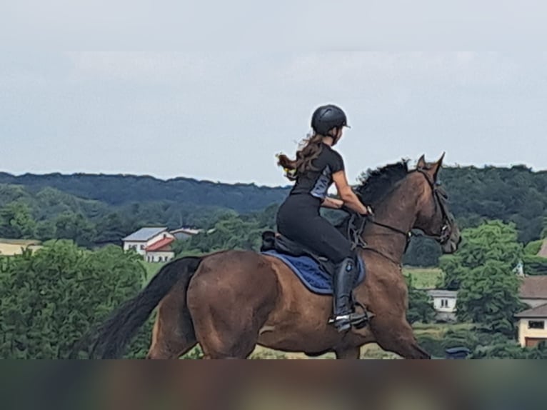 Caballo de deporte alemán Caballo castrado 10 años 178 cm Castaño oscuro in Hösbach