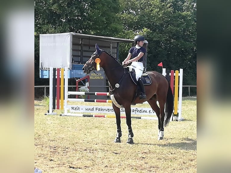 Caballo de deporte alemán Caballo castrado 10 años 178 cm Castaño oscuro in Hösbach