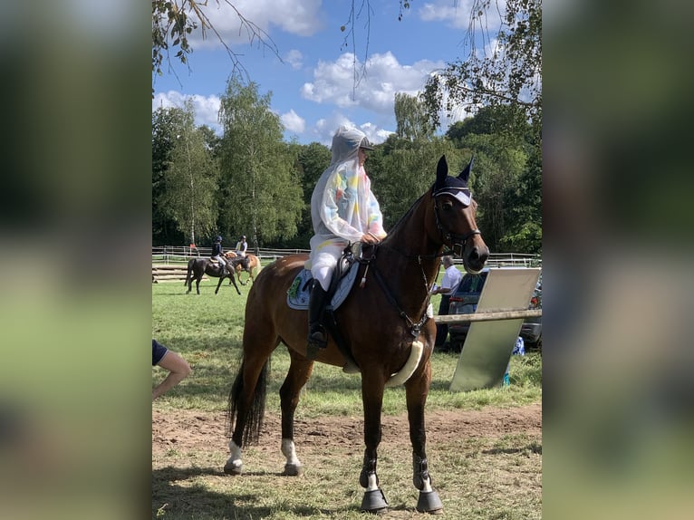 Caballo de deporte alemán Caballo castrado 10 años 178 cm Castaño oscuro in Hösbach