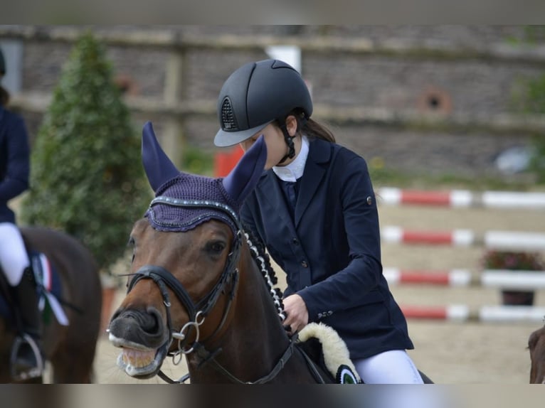 Caballo de deporte alemán Caballo castrado 10 años 178 cm Castaño oscuro in Hösbach