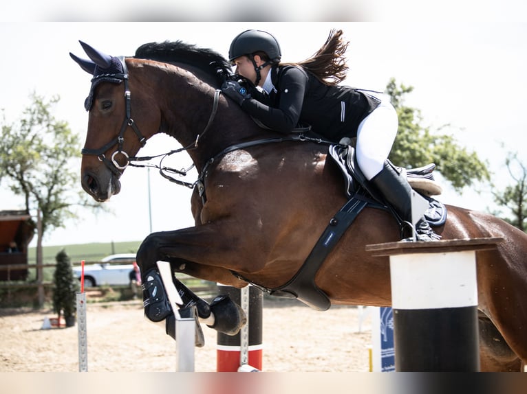 Caballo de deporte alemán Caballo castrado 10 años 178 cm Castaño oscuro in Hösbach