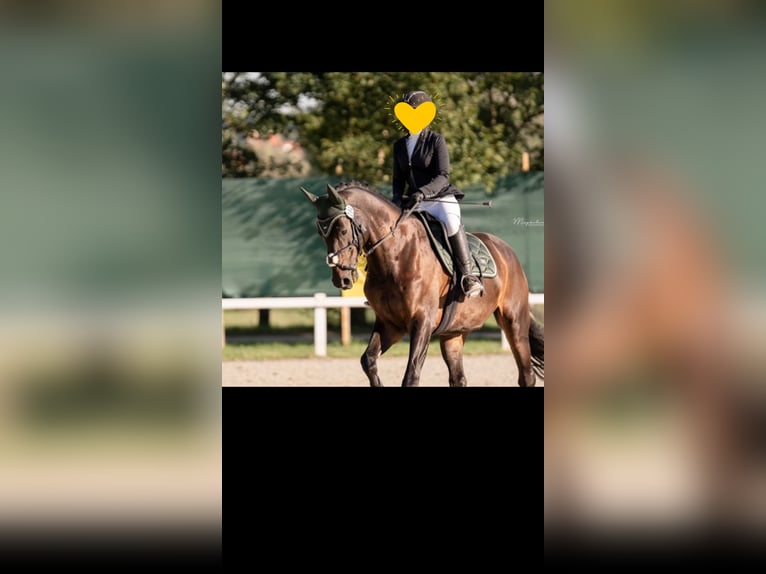 Caballo de deporte alemán Caballo castrado 10 años 178 cm Morcillo in Schweitenkirchen