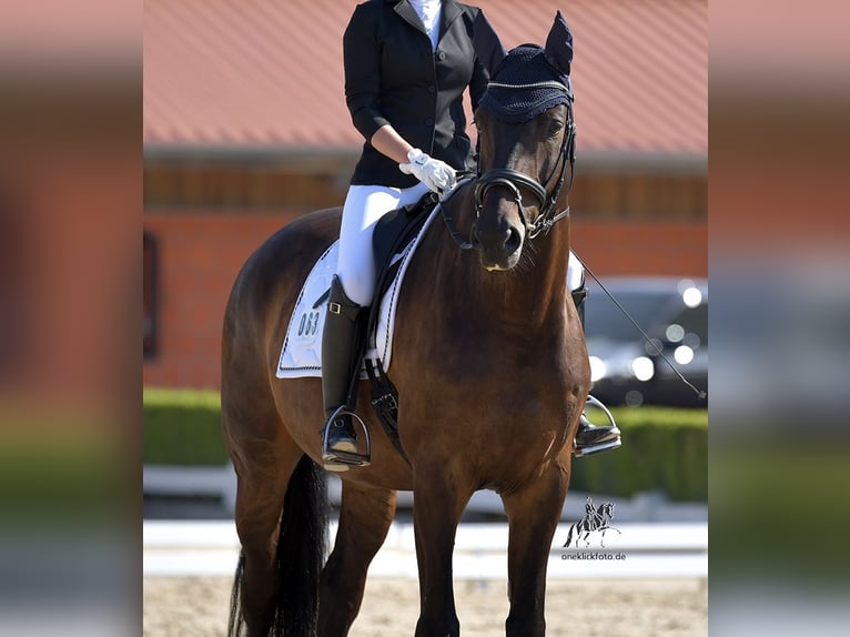 Caballo de deporte alemán Caballo castrado 10 años 178 cm Morcillo in Schweitenkirchen