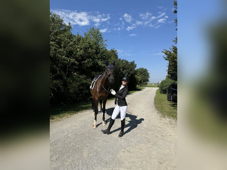 Caballo de deporte alemán Caballo castrado 10 años 178 cm Morcillo in Schweitenkirchen