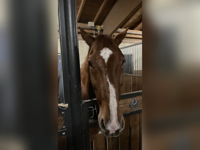 Caballo de deporte alemán Caballo castrado 10 años 180 cm Alazán in Starnberg