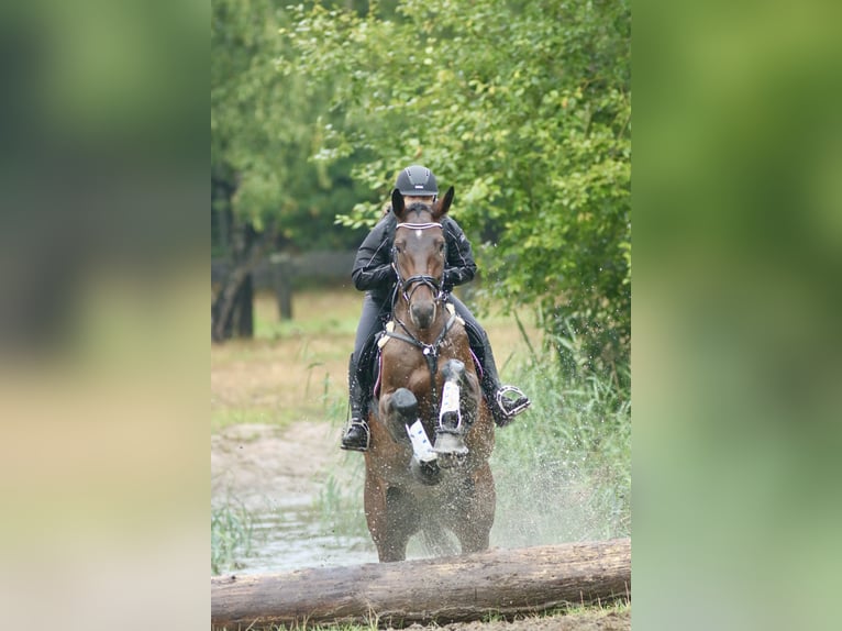 Caballo de deporte alemán Caballo castrado 10 años 180 cm Castaño oscuro in Kamp-Lintfort