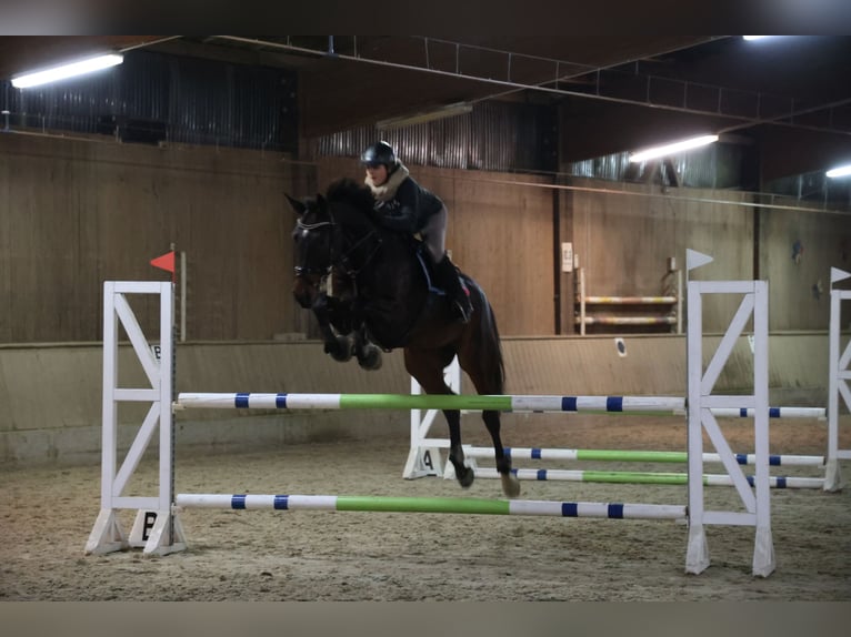 Caballo de deporte alemán Caballo castrado 10 años 180 cm Castaño oscuro in Kamp-Lintfort