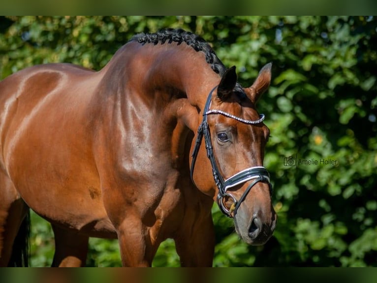 Caballo de deporte alemán Caballo castrado 10 años 180 cm Castaño oscuro in Burgthann