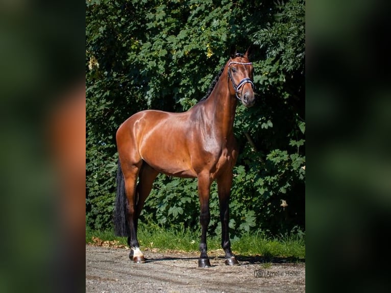 Caballo de deporte alemán Caballo castrado 10 años 180 cm Castaño oscuro in Burgthann