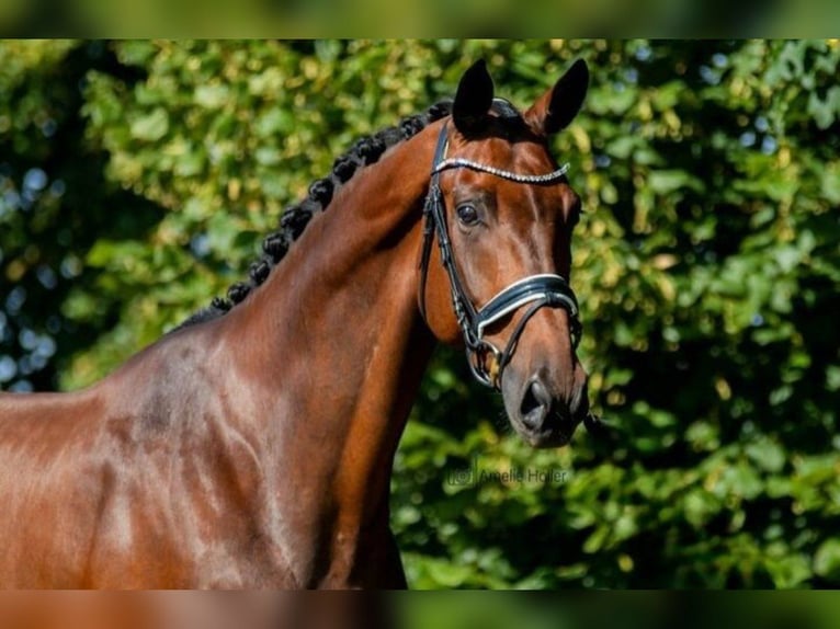 Caballo de deporte alemán Caballo castrado 10 años 180 cm Castaño oscuro in Burgthann