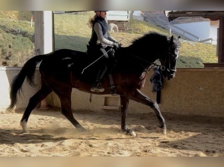 Caballo de deporte alemán Caballo castrado 10 años 180 cm Negro in Kitzbühel