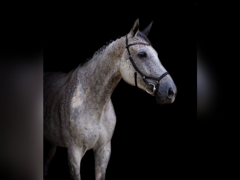 Caballo de deporte alemán Caballo castrado 10 años 180 cm Tordo in Ermsleben