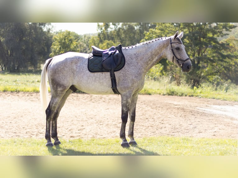 Caballo de deporte alemán Caballo castrado 10 años 180 cm Tordo in Ermsleben