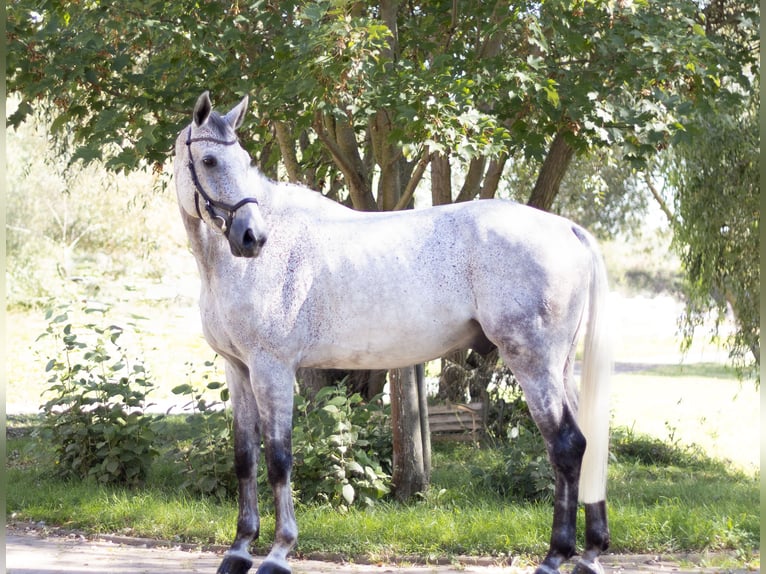 Caballo de deporte alemán Caballo castrado 10 años 180 cm Tordo in Ermsleben