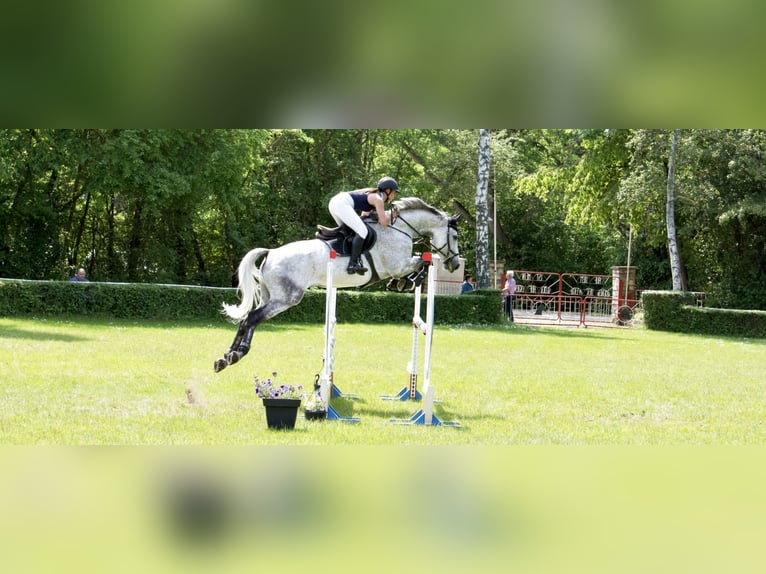 Caballo de deporte alemán Caballo castrado 10 años 180 cm Tordo in Ermsleben