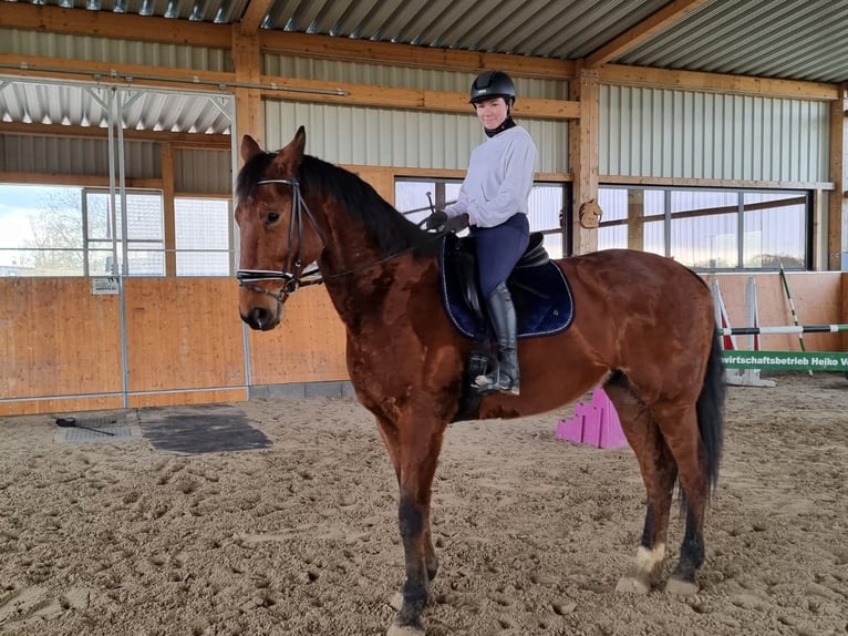 Caballo de deporte alemán Caballo castrado 10 años 181 cm Castaño in Malchin