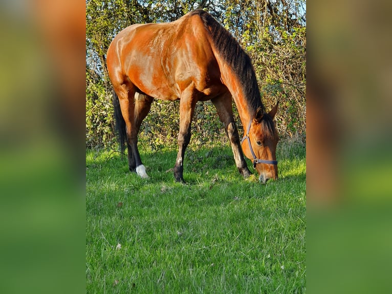 Caballo de deporte alemán Caballo castrado 10 años 181 cm Castaño in Malchin