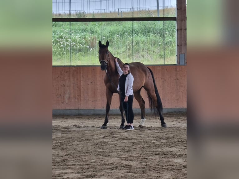 Caballo de deporte alemán Caballo castrado 10 años 181 cm Castaño in Malchin