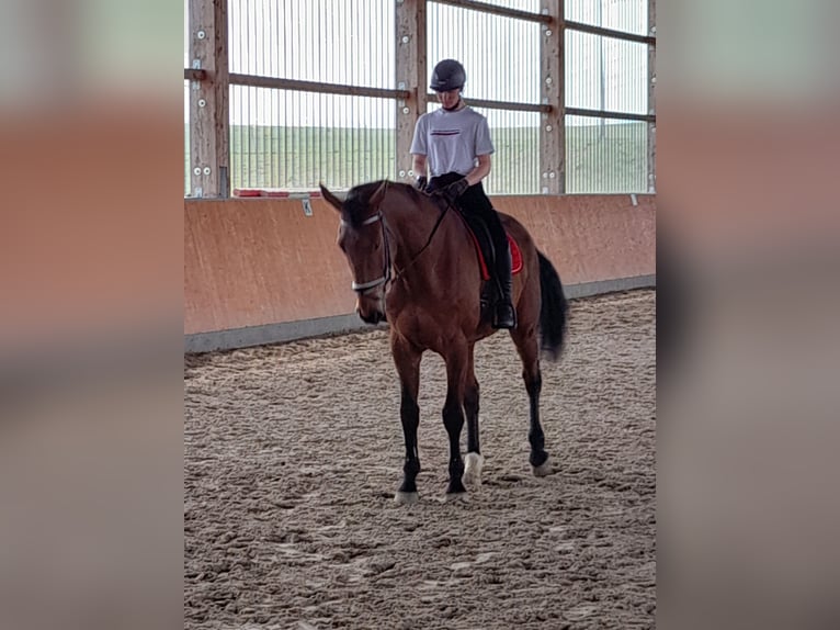 Caballo de deporte alemán Caballo castrado 10 años 181 cm Castaño in Malchin