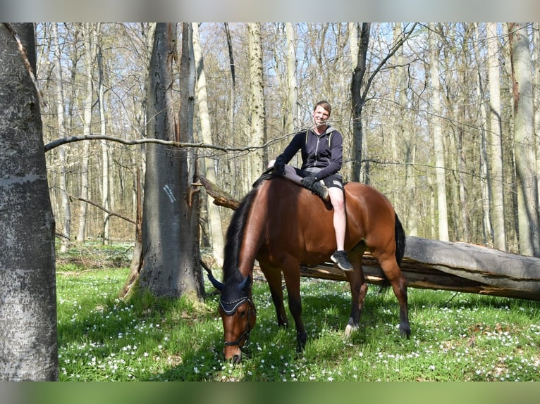 Caballo de deporte alemán Caballo castrado 10 años 181 cm Castaño in Malchin