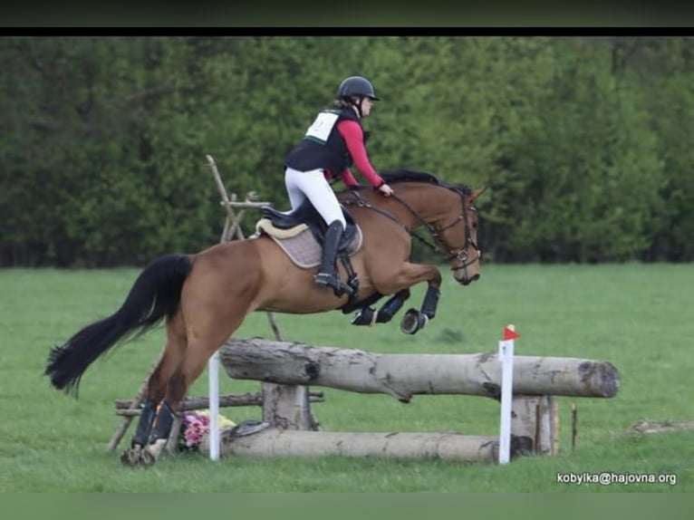 Caballo de deporte alemán Caballo castrado 10 años Castaño rojizo in Bohuňovice