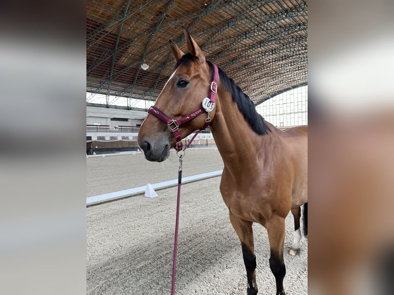 Caballo de deporte alemán Caballo castrado 10 años Castaño rojizo in Bohuňovice