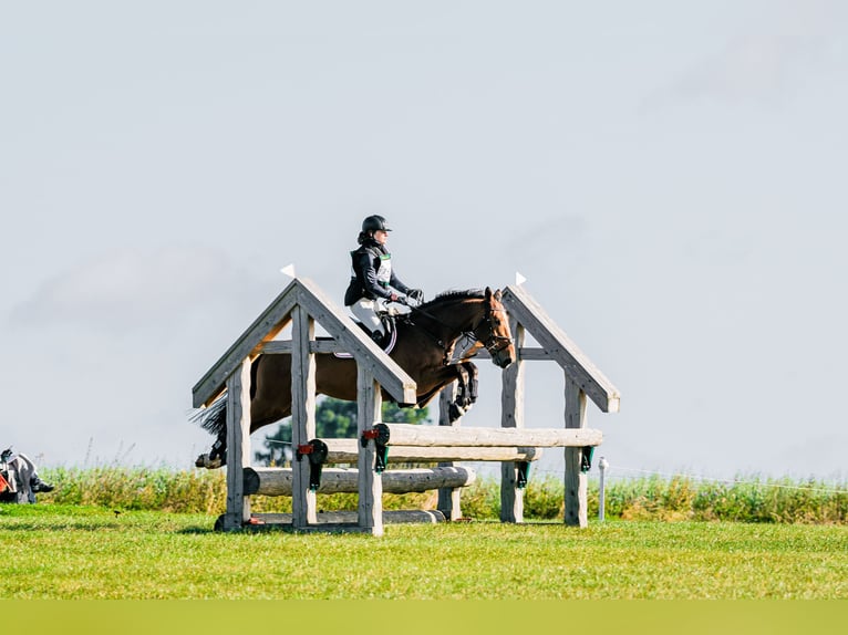 Caballo de deporte alemán Caballo castrado 10 años Castaño rojizo in Bohuňovice