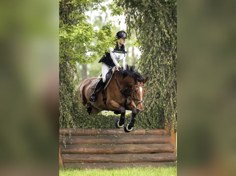 Caballo de deporte alemán Caballo castrado 10 años Castaño rojizo in Bohuňovice