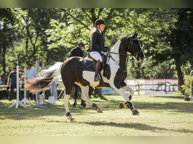 Caballo de deporte alemán Caballo castrado 11 años 160 cm Pío in Doenrade