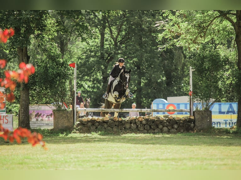 Caballo de deporte alemán Caballo castrado 11 años 160 cm Pío in Doenrade