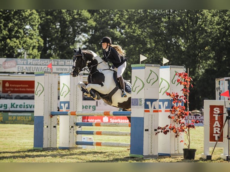 Caballo de deporte alemán Caballo castrado 11 años 160 cm Pío in Doenrade