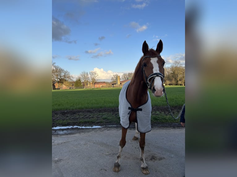 Caballo de deporte alemán Caballo castrado 11 años 161 cm Alazán in Rheine