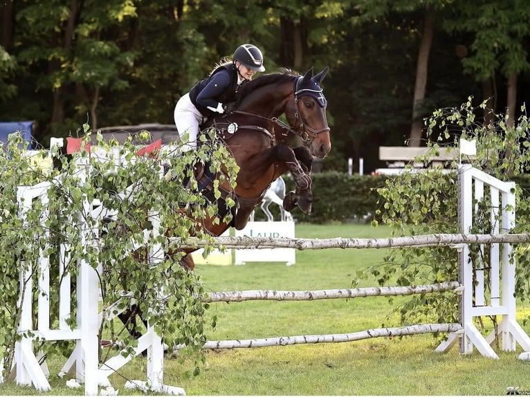 Caballo de deporte alemán Caballo castrado 11 años 162 cm Castaño oscuro in Berlin