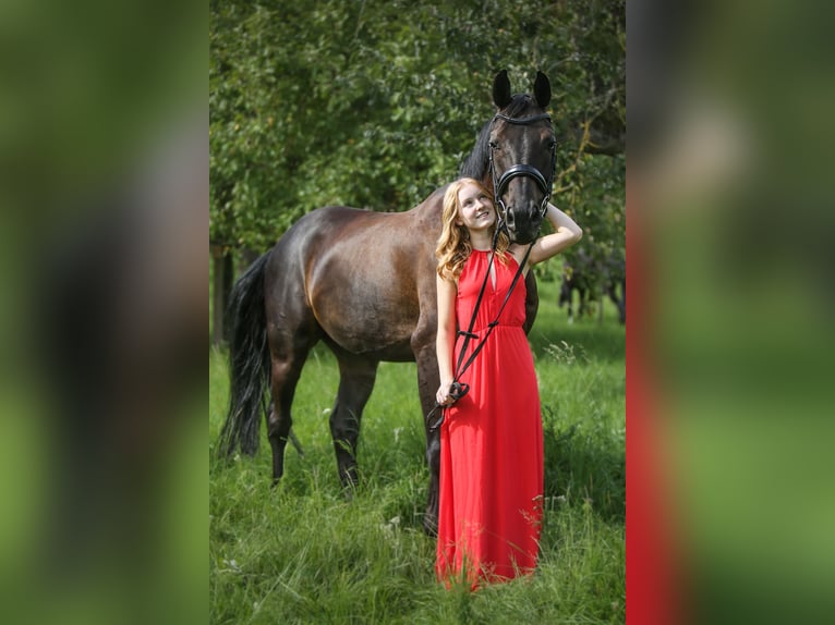 Caballo de deporte alemán Caballo castrado 11 años 162 cm Morcillo in Buchen (Odenwald)