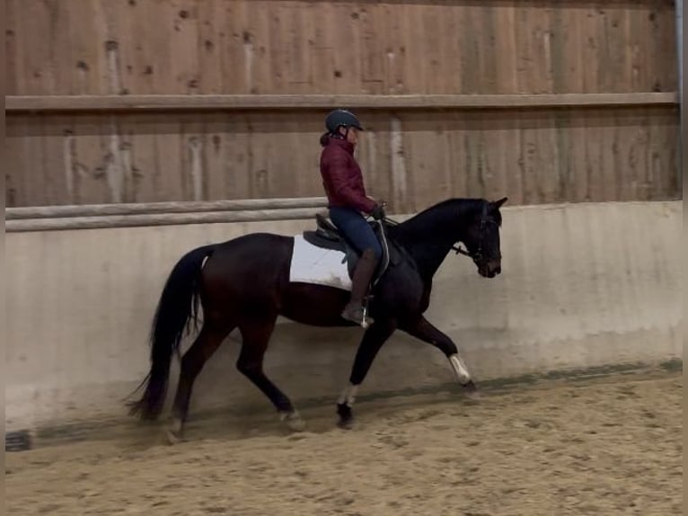 Caballo de deporte alemán Caballo castrado 11 años 163 cm Castaño in Kraiburg am Inn