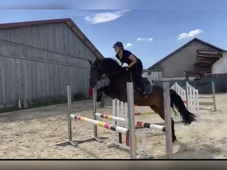 Caballo de deporte alemán Caballo castrado 11 años 163 cm Castaño in Kraiburg am Inn