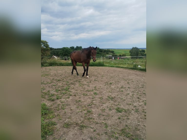 Caballo de deporte alemán Caballo castrado 11 años 165 cm Castaño oscuro in Buttstädt