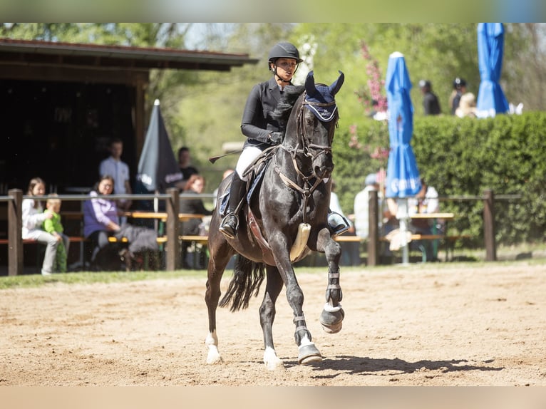 Caballo de deporte alemán Caballo castrado 11 años 165 cm Negro in Kulmbach