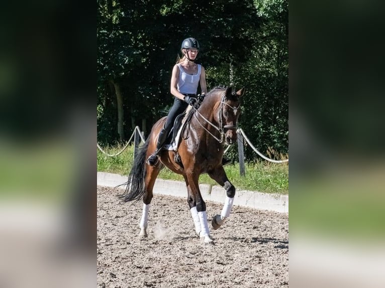 Caballo de deporte alemán Caballo castrado 11 años 166 cm Castaño in Altenberge