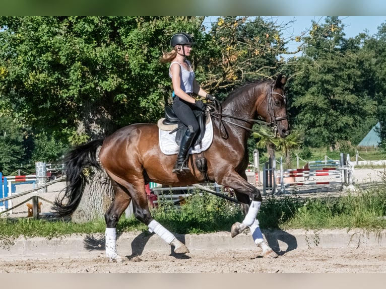 Caballo de deporte alemán Caballo castrado 11 años 166 cm Castaño in Altenberge