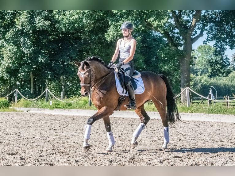 Caballo de deporte alemán Caballo castrado 11 años 166 cm Castaño in Altenberge