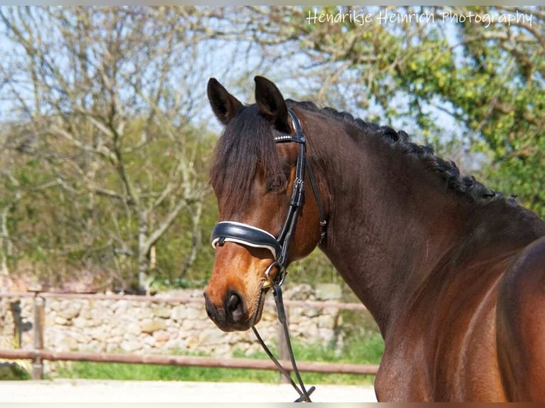 Caballo de deporte alemán Caballo castrado 11 años 166 cm Castaño in Altenberge