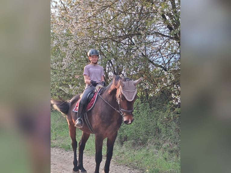 Caballo de deporte alemán Caballo castrado 11 años 167 cm Castaño in Kindelbrück